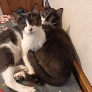 Piper Y Megan