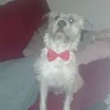Adopta a Pancho