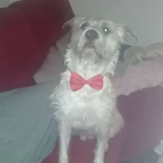 Pancho