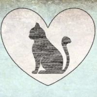 Gatitos Sin Fronteras