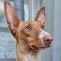 Adopta a Arya