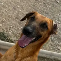 Adopta a Darco