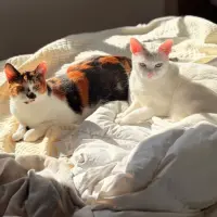 Adopta a Luna Y Estrella