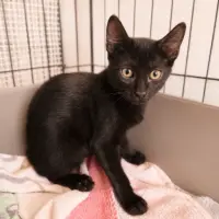 Adopta a Puigmal