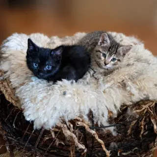 4 Bebés Gatitos