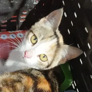 Nica