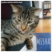 Adopta a Misha