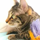 Adopta a Ratón