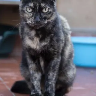 Pablita