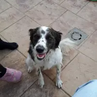 Adopta a Kira