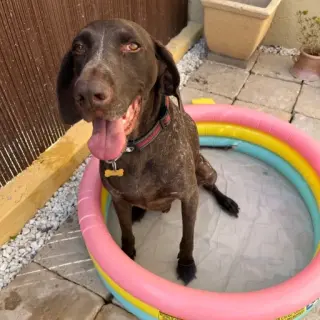 Argos