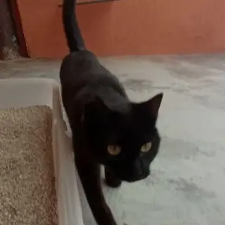 Mia