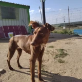 Adopta a Mary