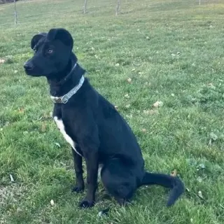 Mara