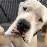 Adopta a Bruce