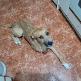 Adopta a Zeus