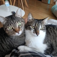 Adopta a Hanako Y Ton