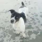 Adopta a Fofi