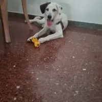 Adopta a Kay