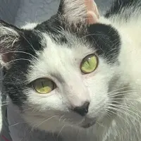 Adopta a Gary