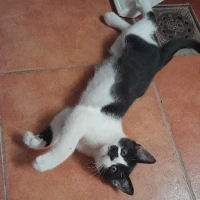 Adopta a Lui Cat