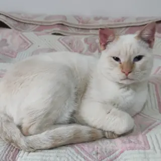 Abe