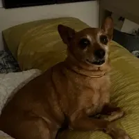 Adopta a Nala
