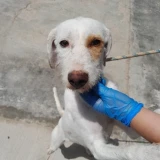 Adopta a Kyra