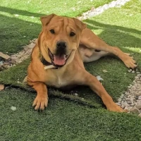 Adopta a Rocky