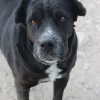 Reina