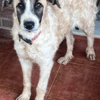 Adopta a Brigitte