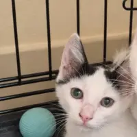 Adopta a Astro