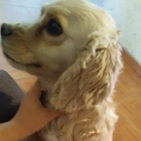 Adopta a Lily