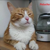 Adopta a Pelucho