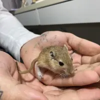 Adopta a Punkt