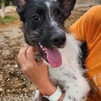 Adopta a Poli
