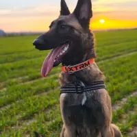 Adopta a Rhonda