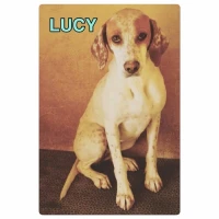 Adopta a Lucy