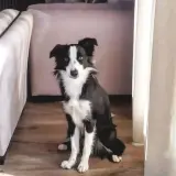 Adopta a Kala