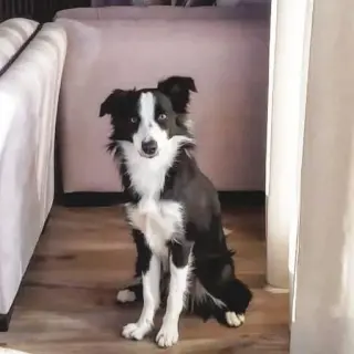 Kala