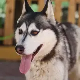 Adopta a Pandora