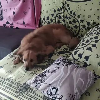 Milo