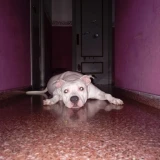 Adopta a Dimoni