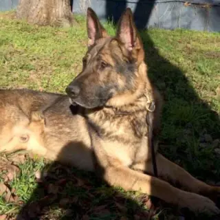 Misa
