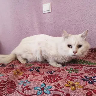 Fantasma