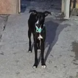 Adopta a Centella