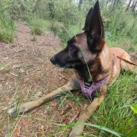 Adopta a Kira