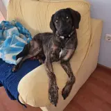 Adopta a Chispa