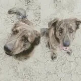 Adopta a Freddie