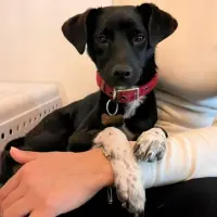 Adopta a Gala